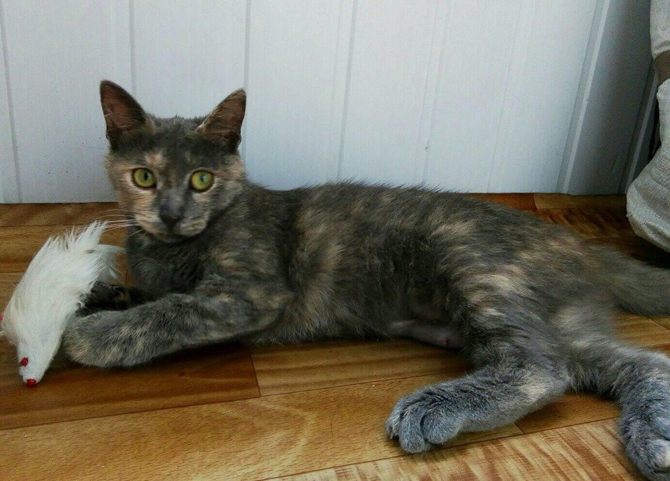 Красавица Бусинка ждет вашего звонка и мечтает жить именно у вас Красавица Бусинка ждет вашего звонка и мечтает жить именно у вас