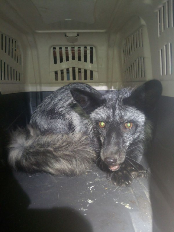 Команда спасения животных обнаружила на одной из улиц Киева чернобурую лесу