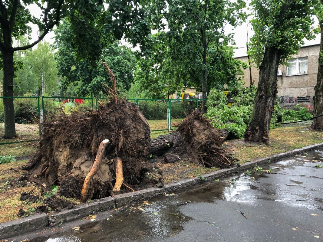 Дерево вырвало с корнем