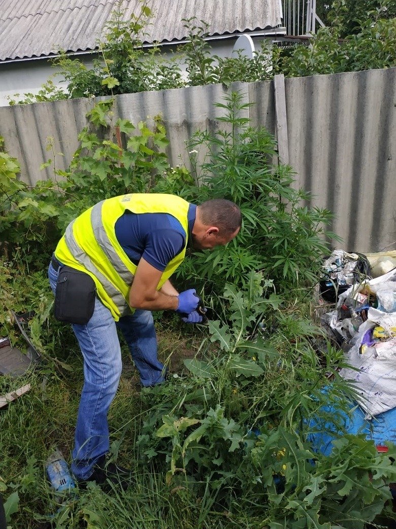 Во дворе же дома полицейские обнаружили растения, похожие на коноплю