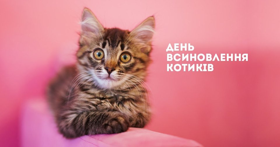 Приютив котика вы не только подарите ему дом, но и спасаете другого бездомного пушистика Приютив котика вы не только подарите ему дом, но и спасаете другого бездомного пушистика