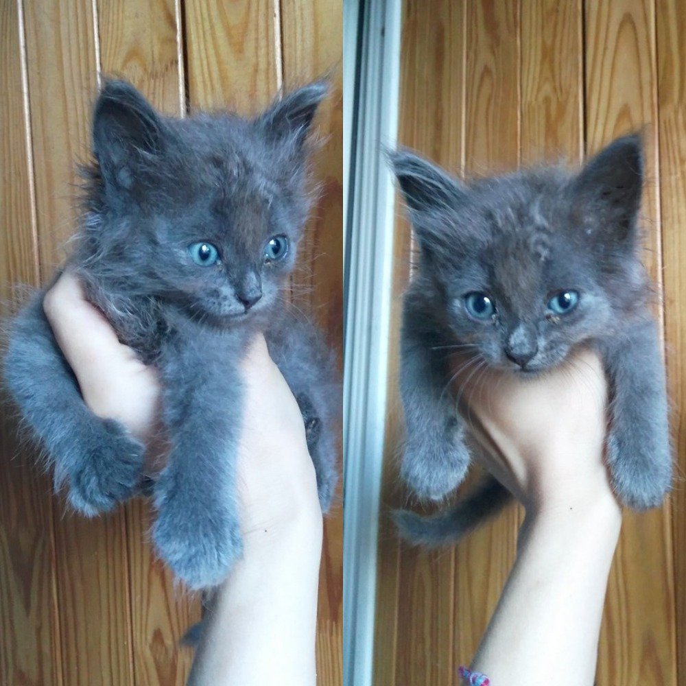 Живой мячик-антистресс уже ждет, чтобы забраться к вам в ручку и мурчать