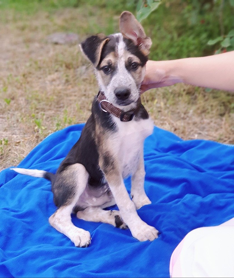 Хэппи - непоседа, но ведь так даже веселей! 
