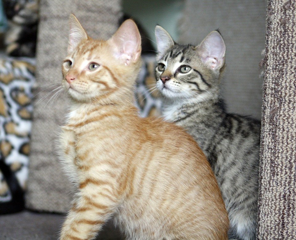 Джаз и Декстер, вместе или по-отдельности, сделают вашу жизнь чуточку веселее 