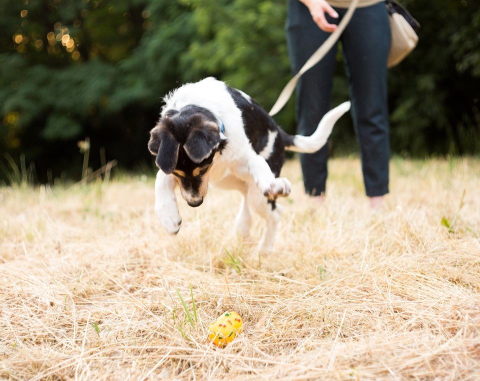 Игривый Бруно переполнен любовью и желанием заботиться, которые пока некому дарить
