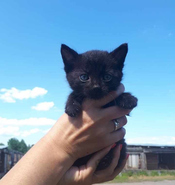 Как в той песне... Только этому черному коту обязательно повезет!