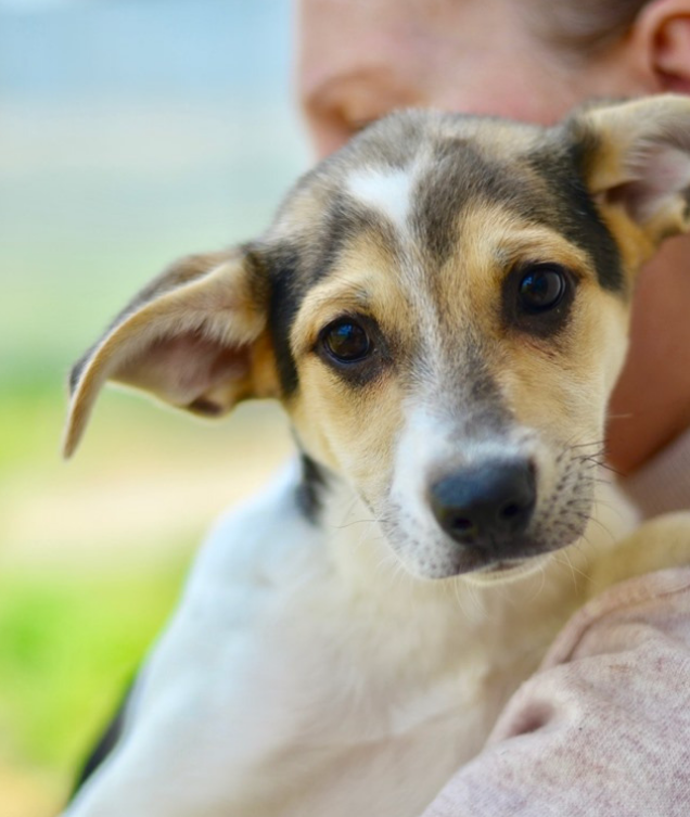 Малютка Чапа станет самым верным другом, который каждое утро будет "целовать" вас носиком 