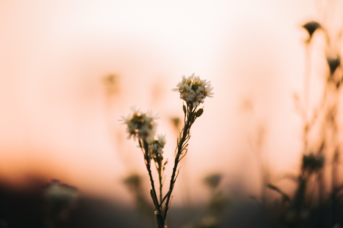 Природа пробуждается, когда тьму ночи рассекают первые солнечные лучи