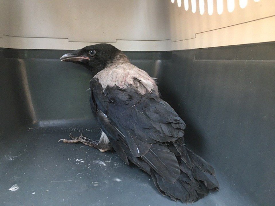 Ворона, которая не может становиться на лапки, ищет дом