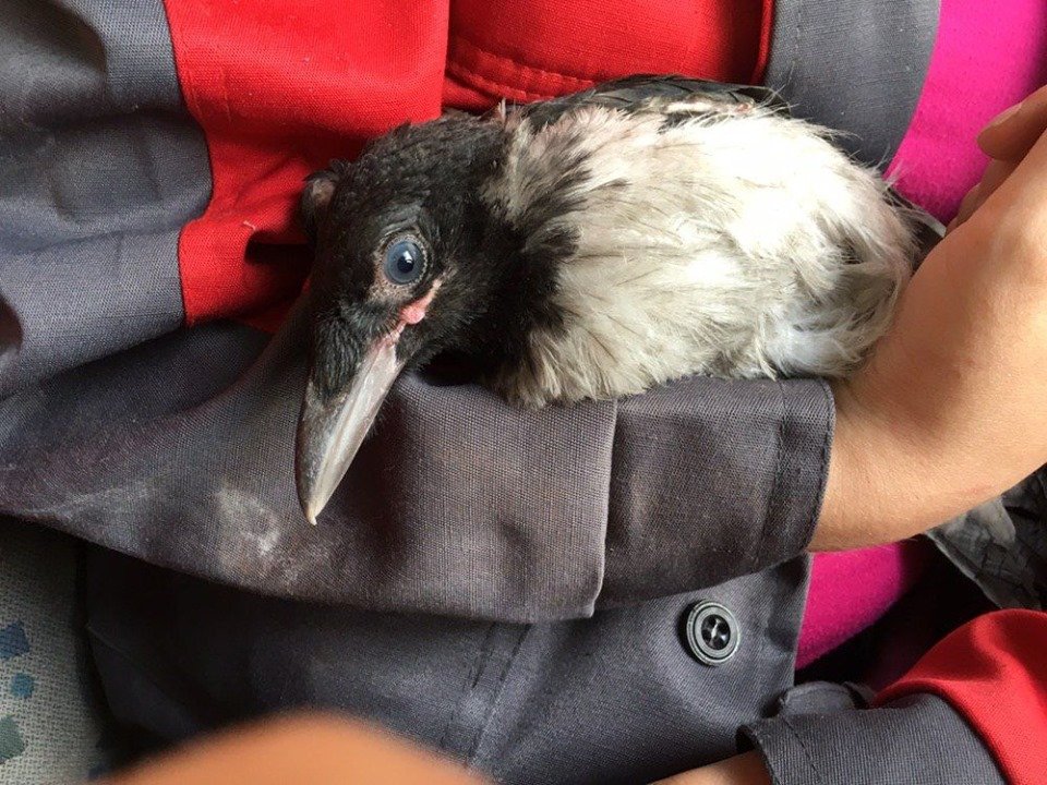 Слепой вороне нужна семья