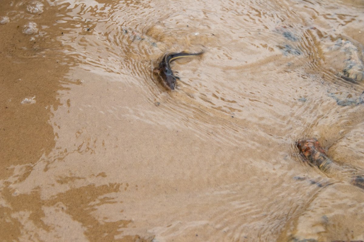 На Оболонской набережной собрались десятки жителей столицы и наблюдали, как могущественную реку зарыбляли мальками стерляди