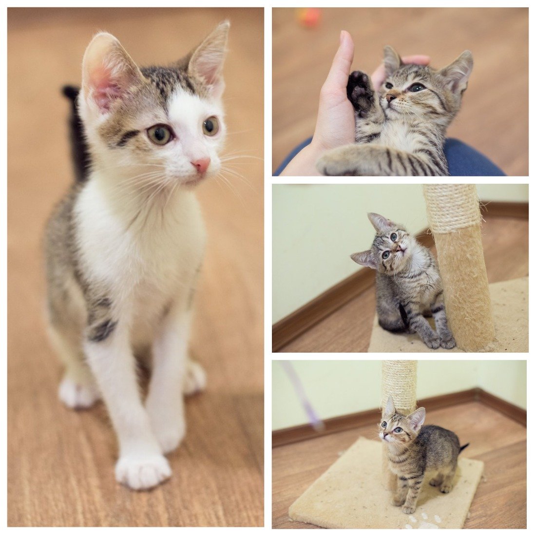 Четыре очаровательных кото-младенца ищут себе семьи