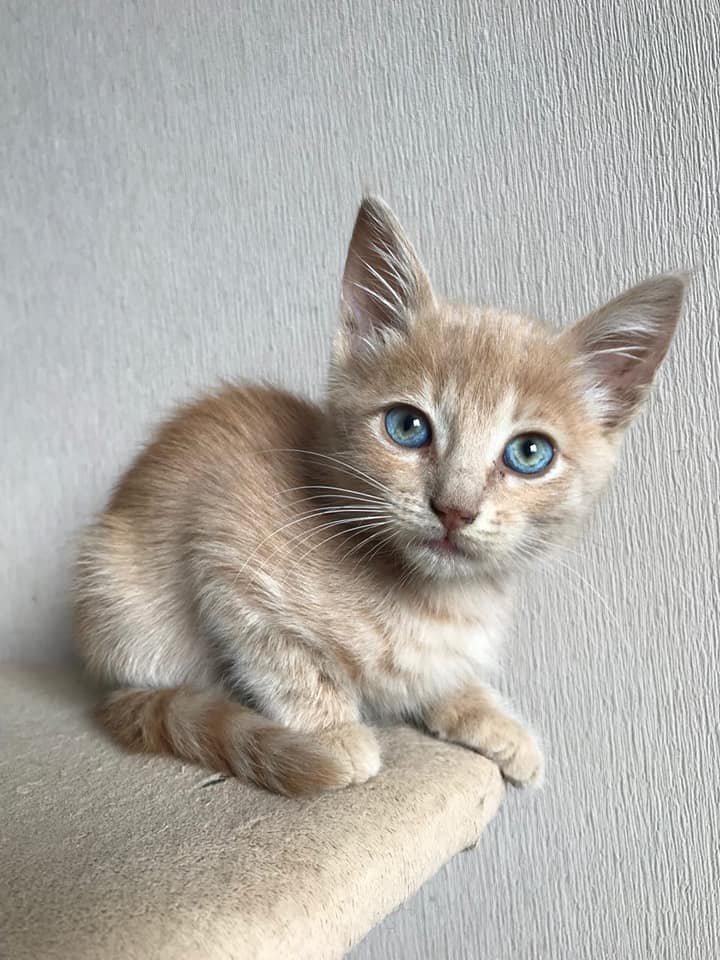 Изумительная красотка Аманда очень хочет обрести свой дом