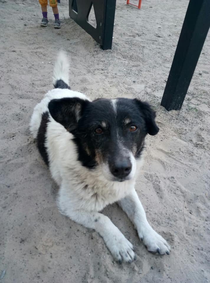 Дружок похож на метиса корги