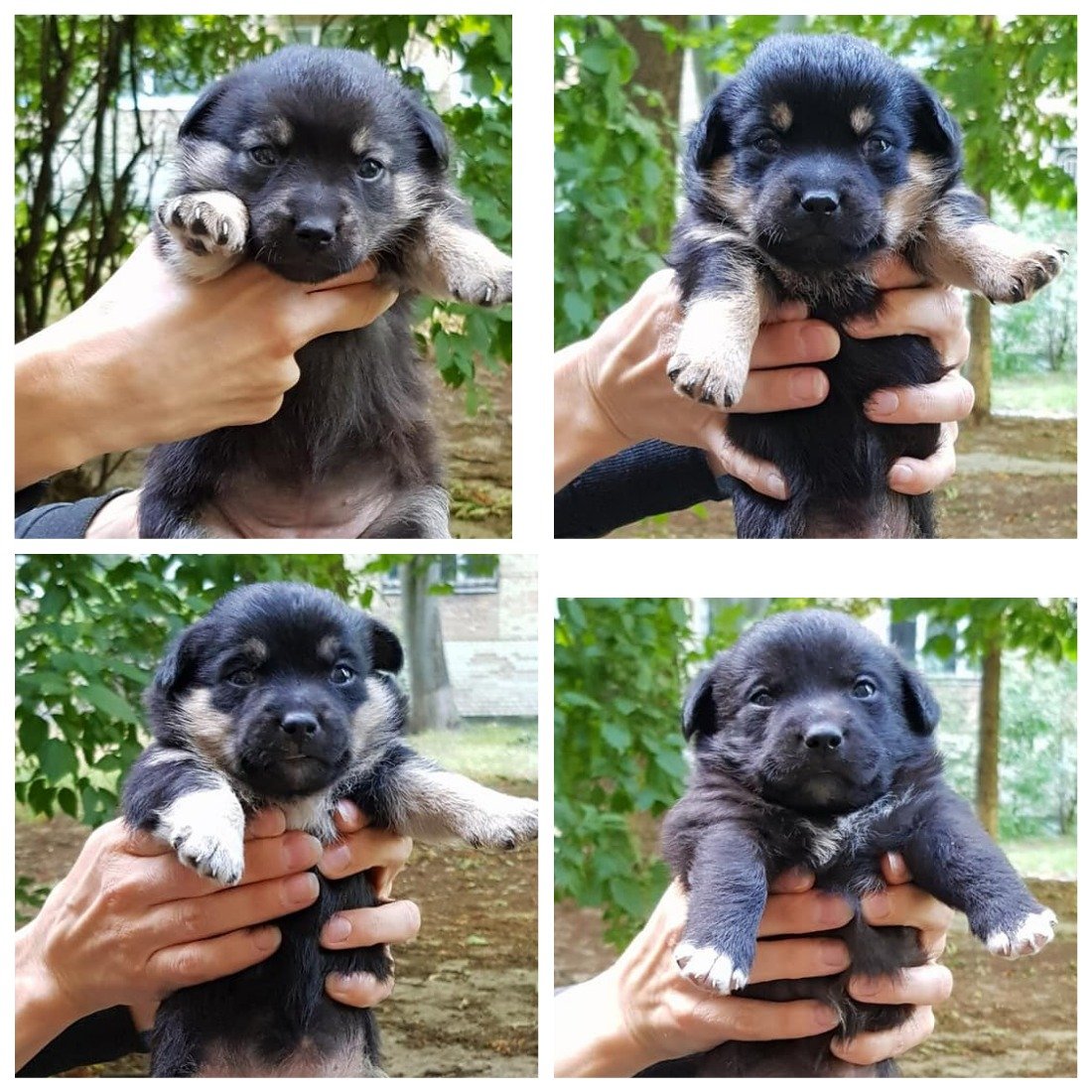 Помогите найти семьи четырем очаровательным бутузикам-карапузикам