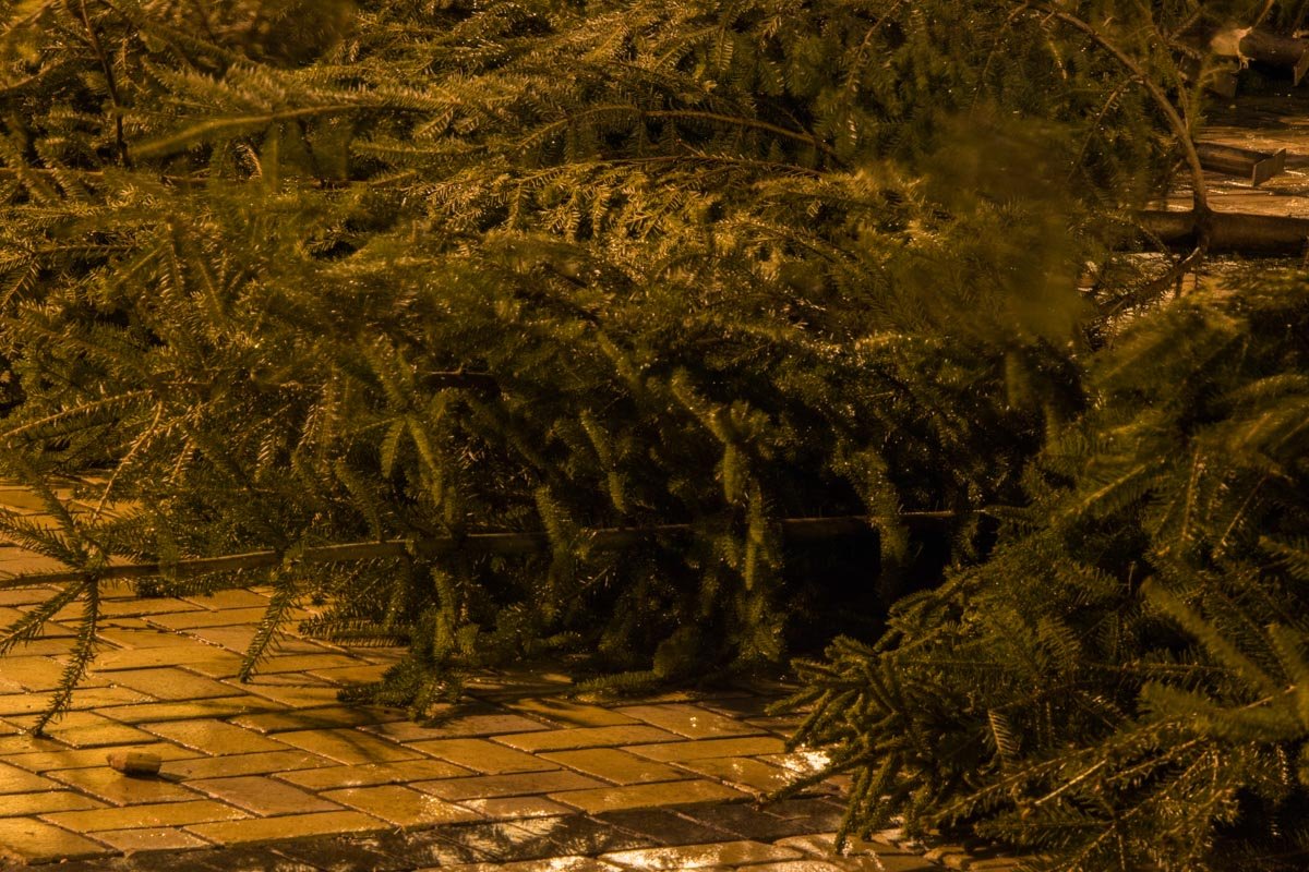 Главной красавице добавят пышных форм Главной красавице добавят пышных форм