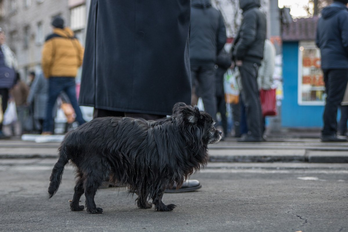 В акции протеста участвовала даже собачка 