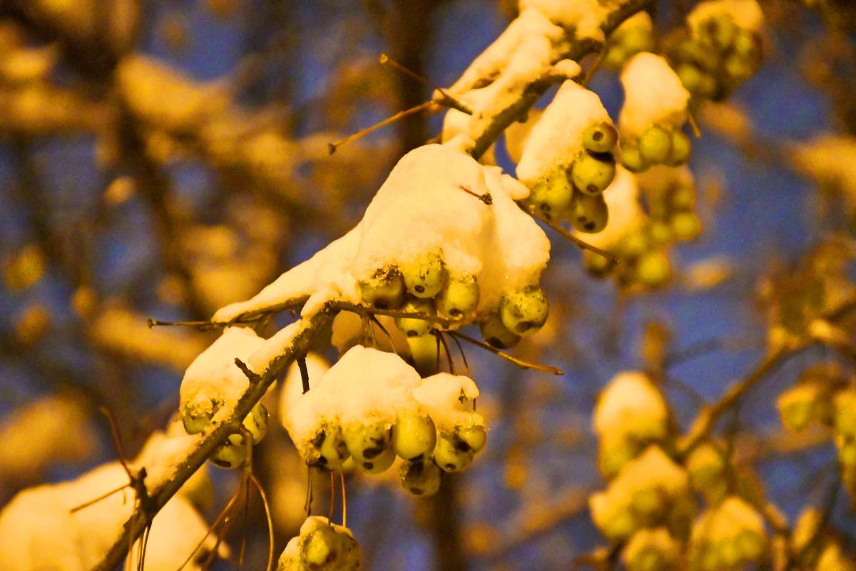 Под снежным укрытием