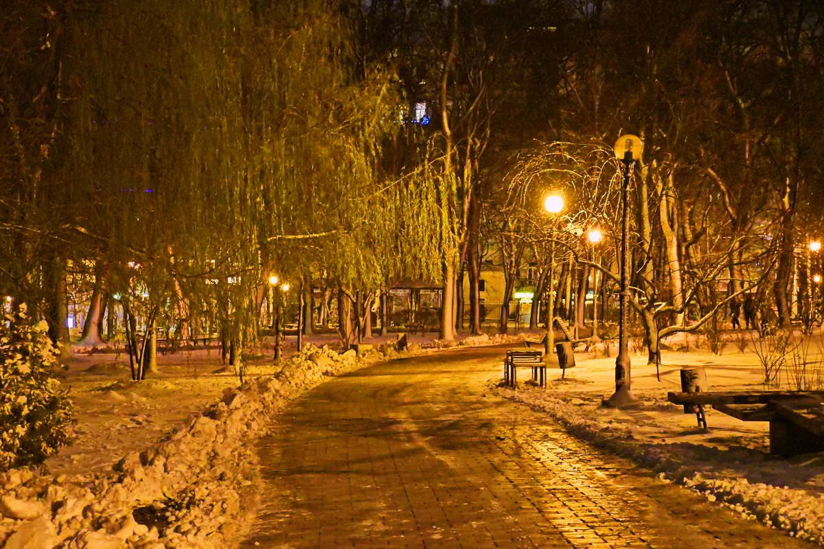 Ива противится приходу зимы - дерево совсем зеленое