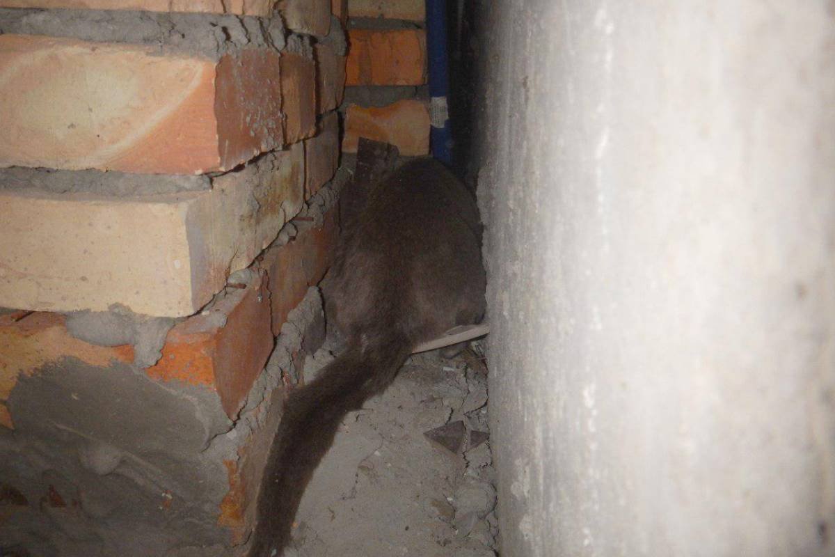 Испуганное животное прячется в углу щели