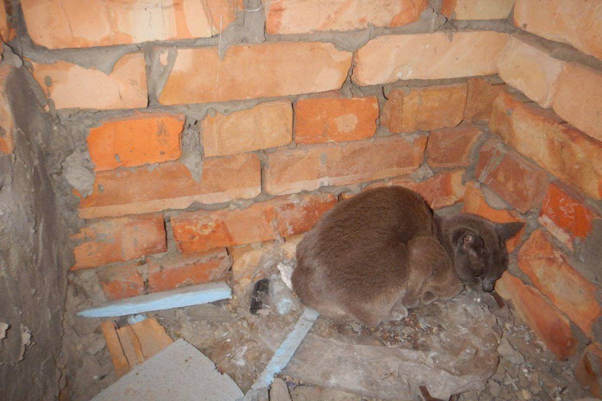 Кошка пока в шоке, но вскоре вернется в обычное состояние