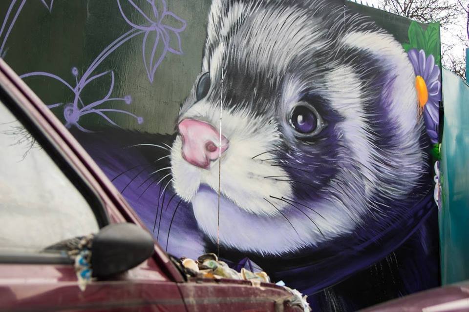 Кажется, что милый хорек взглядом просит убрать мусор, лежащий рядом