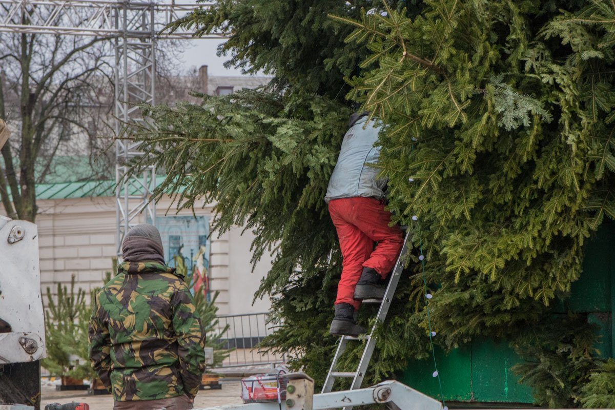 Так устанавливают елку