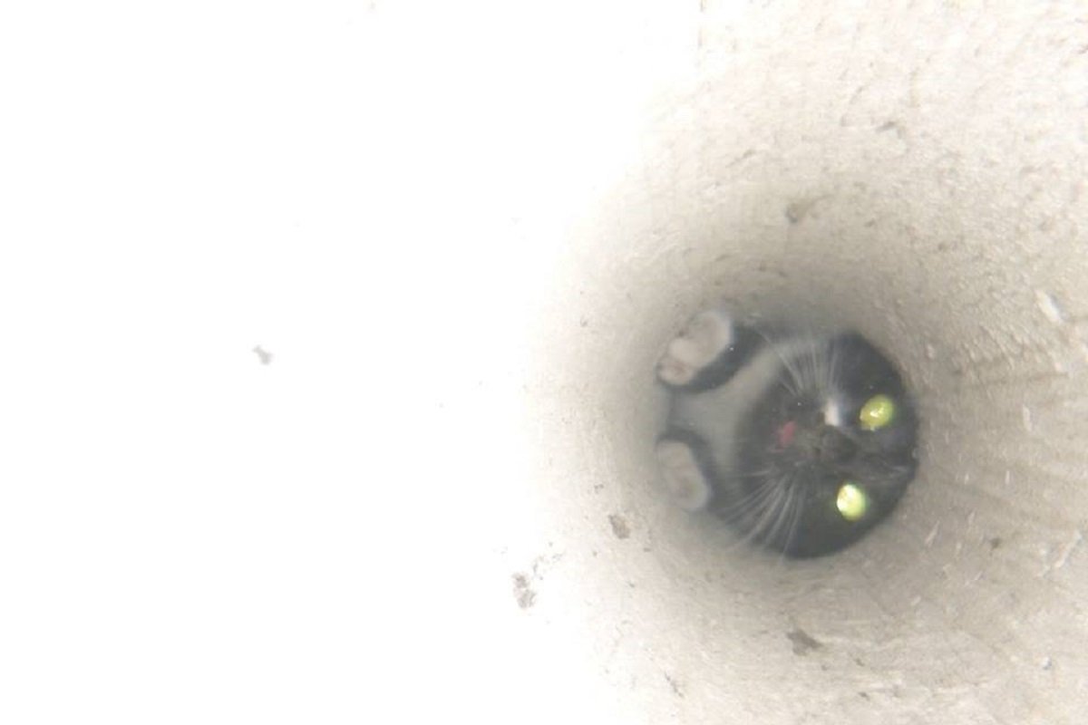 В Киеве кошка застряла в вентиляционной шахте В Киеве кошка застряла в вентиляционной шахте