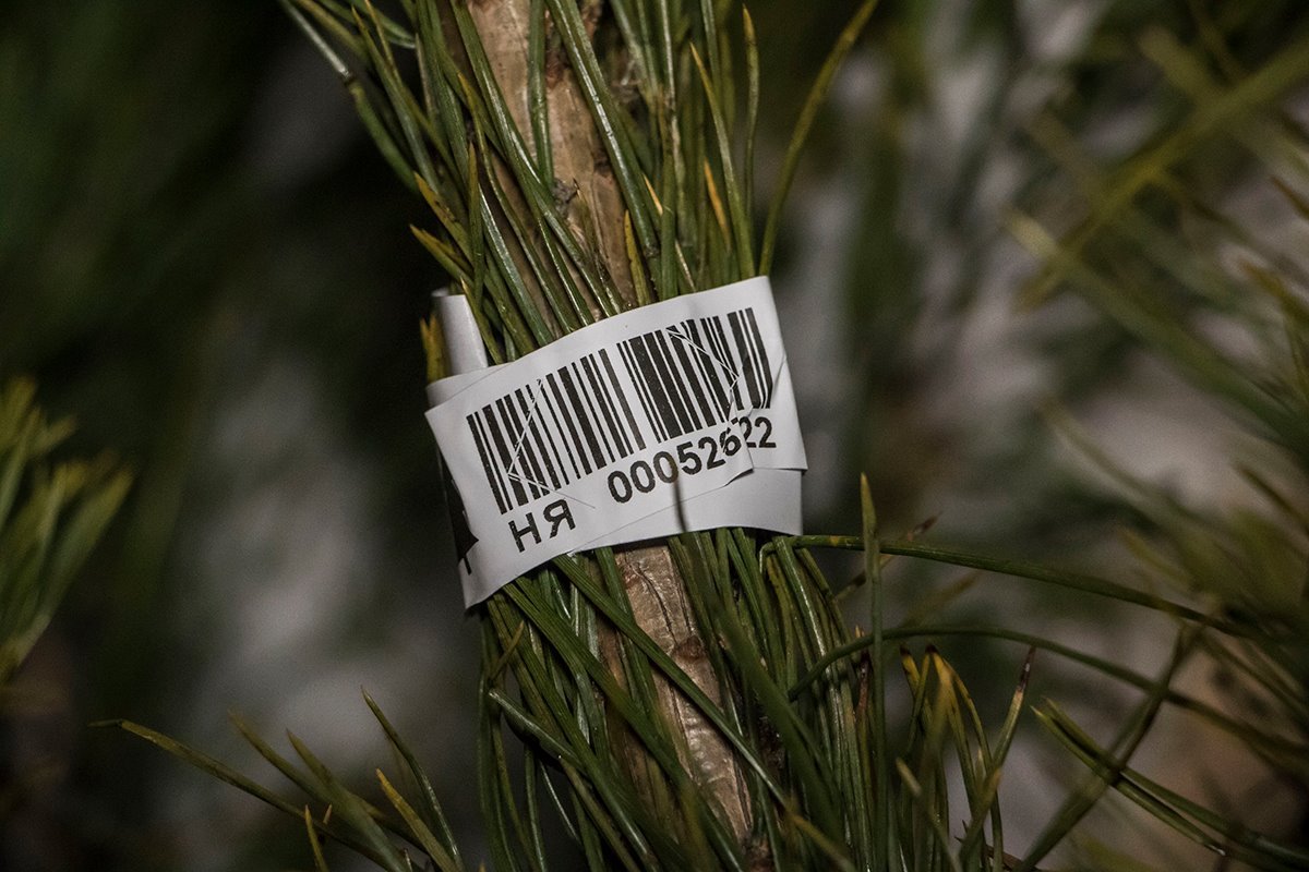 На каждой срубленной елки должен быть свой штрих-код На каждой срубленной елки должен быть свой штрих-код