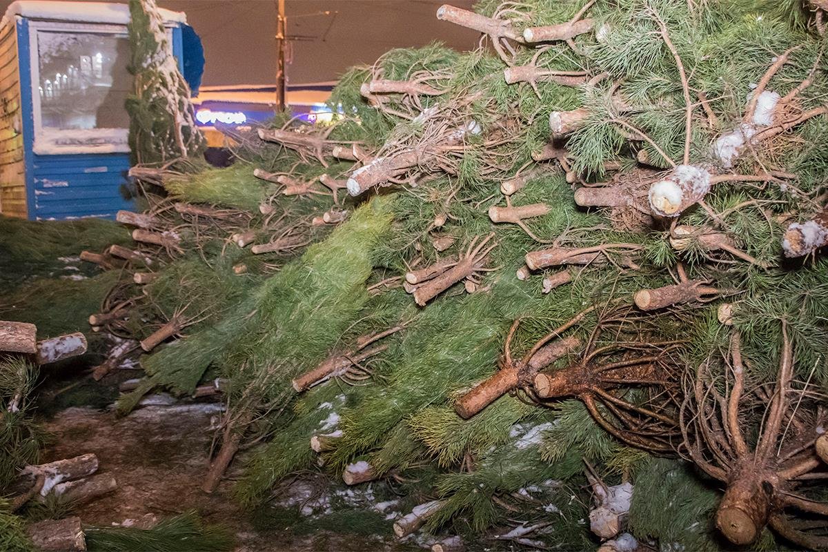 Оказалось, что в Киеве найти легальную новогоднюю не так просто Оказалось, что в Киеве найти легальное новогоднее деревце не так просто