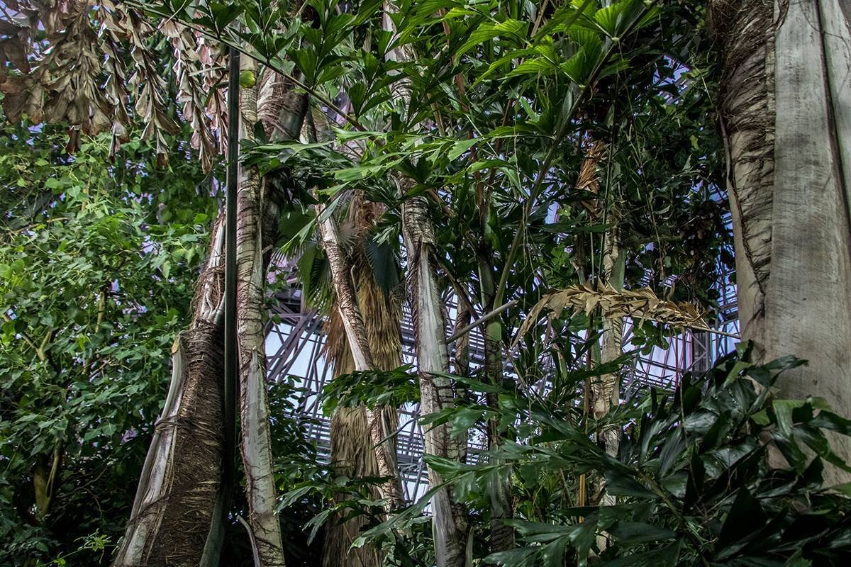 В Киеве открылась выставка тропического леса