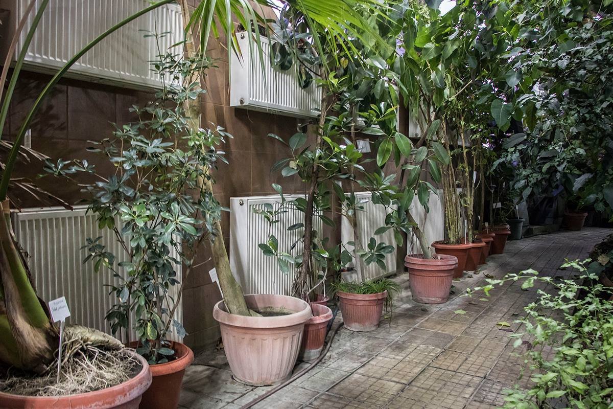 Экзотические растения в Киеве пробудут месяц 