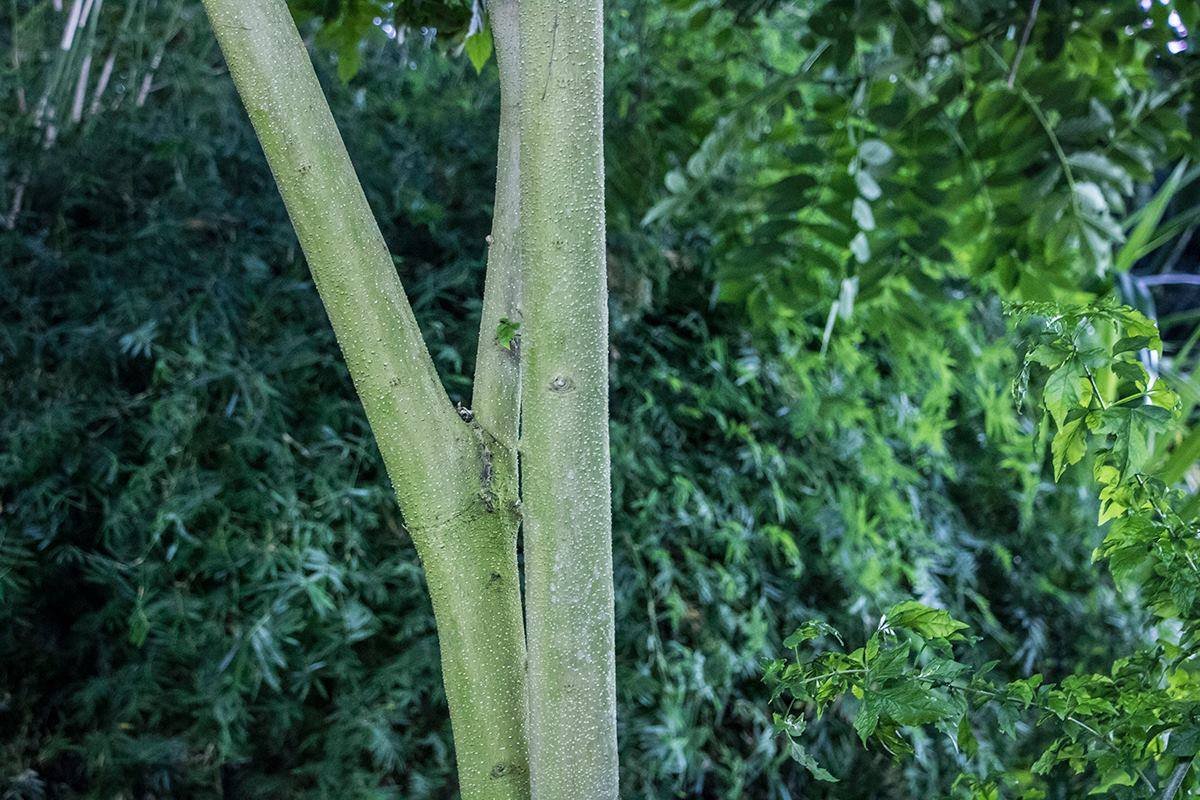 Тропические растения можно увидеть до 23 января