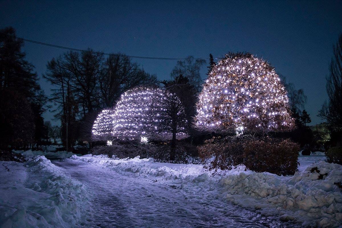 Гирлянды укутали кроны деревьев 