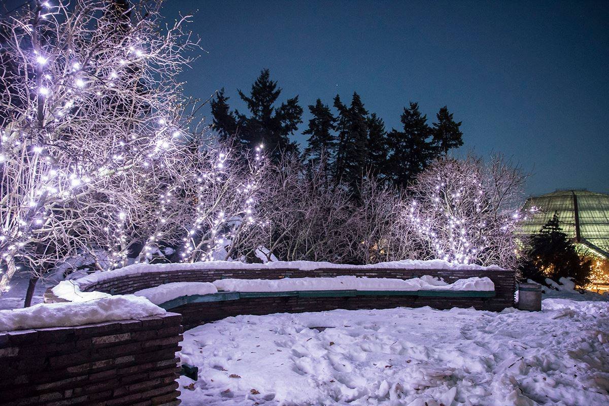 Вечером ботанический сад превращается в новогоднюю сказку