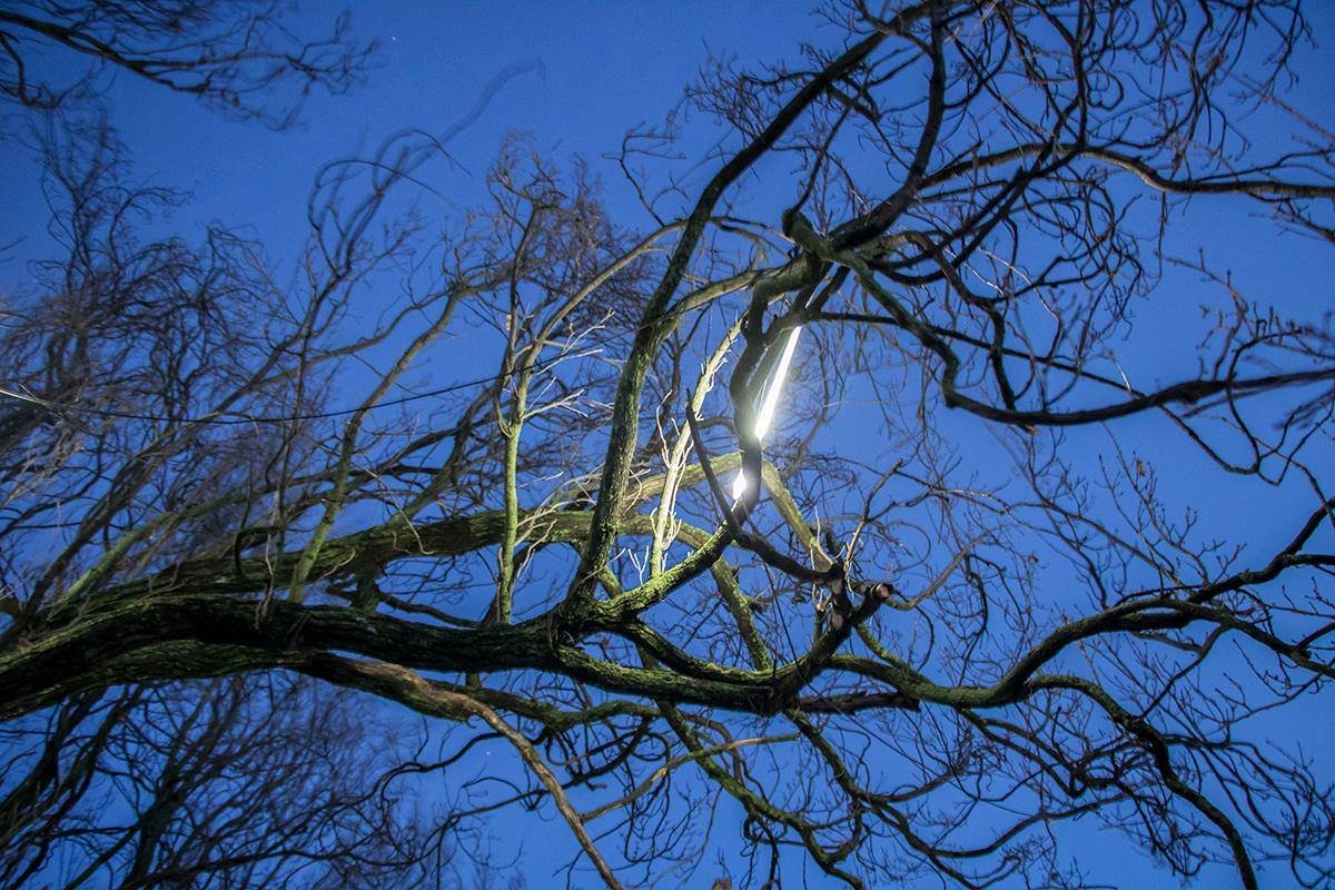 Для фестиваля на деревьях разместили специальные лампы 