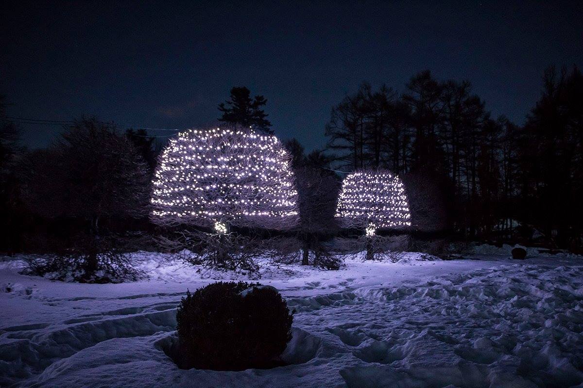 Вечером в ботаническом саду стало ярче 