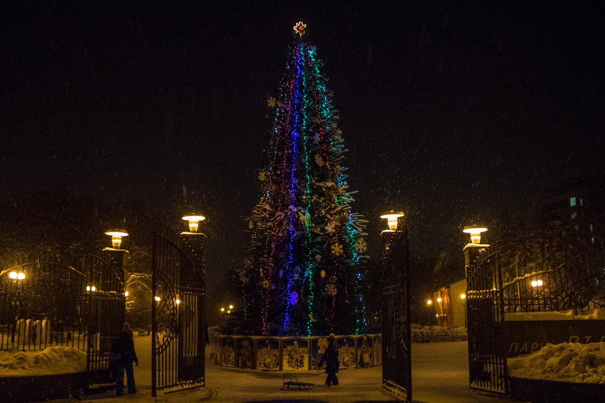 Вечнозеленые деревья украсили гирляндами и оригинальными игрушками Вечнозеленые деревья украсили гирляндами и оригинальными игрушками