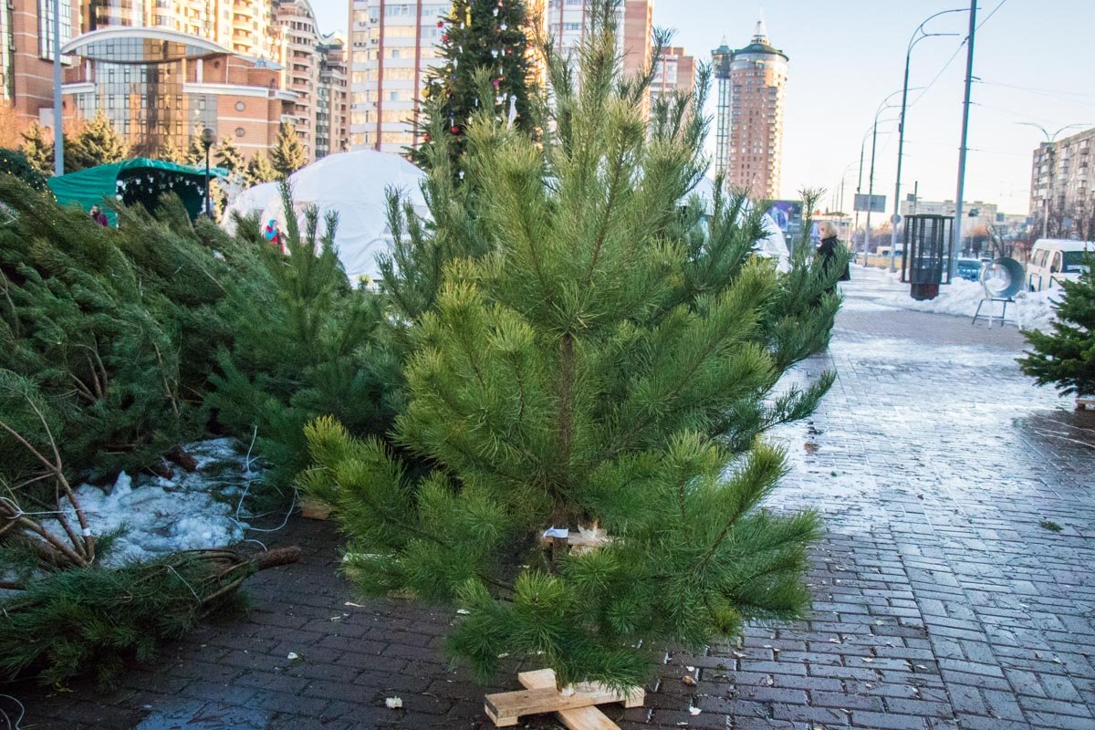Такая елка обойдется покупателю примерно в 200 гривен Такая елка обойдется покупателю примерно в 200 гривен