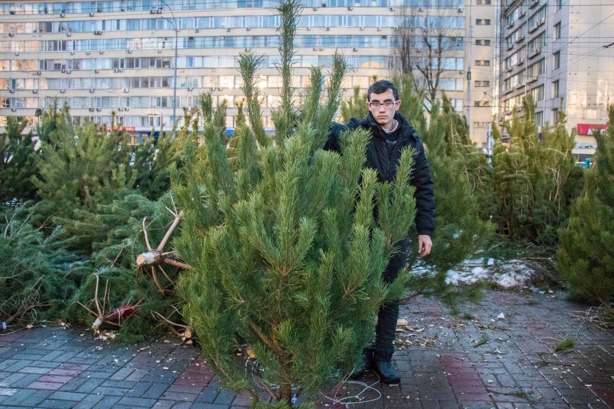 На месте продавцы упакуют сосну для удобной переноски На месте продавцы упакуют сосну для удобной переноски