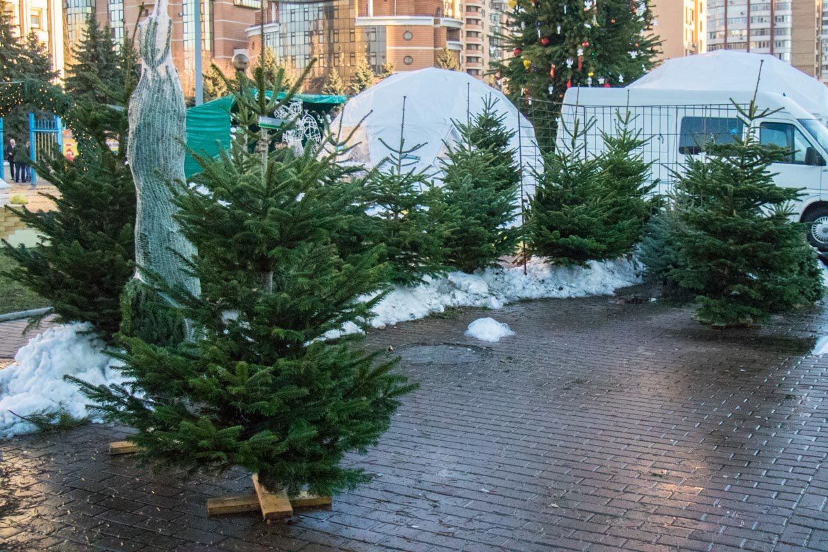 За такую елку придется выложить от 300 гривен За такую елку придется выложить от 300 гривен