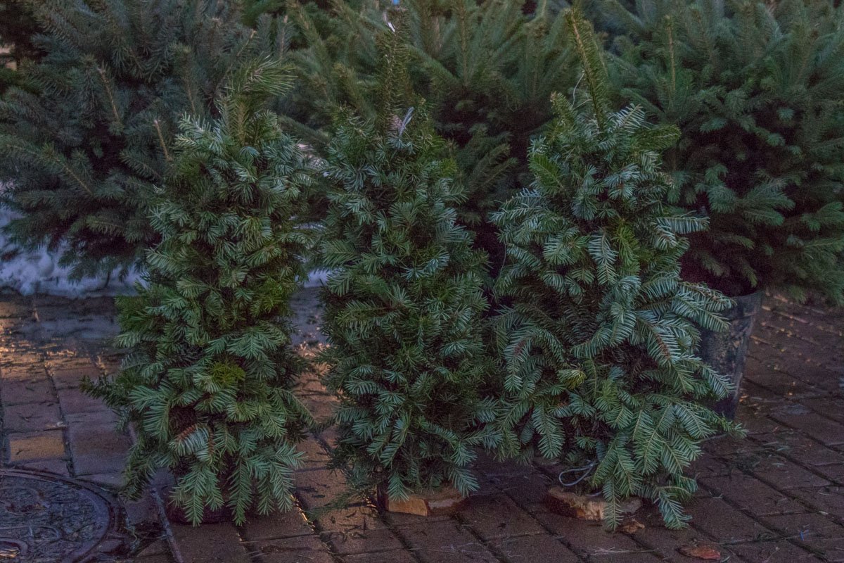 Также можно приобрести "наборную" елку за 50-100 гривен Также можно приобрести "наборную" елку за 50-100 гривен