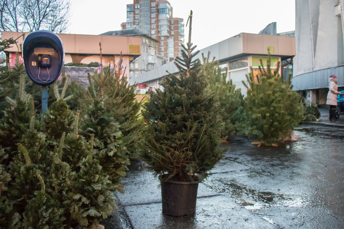 Для тех, кто хочет, чтобы елка простояла ни один год - есть дерево в вазоне Для тех, кто хочет, чтобы елка простояла ни один год - есть дерево в вазоне