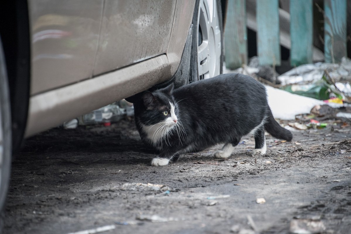 Стрит-арт художник на всех своих работах изображает животных Стрит-арт художник на всех своих работах изображает животных