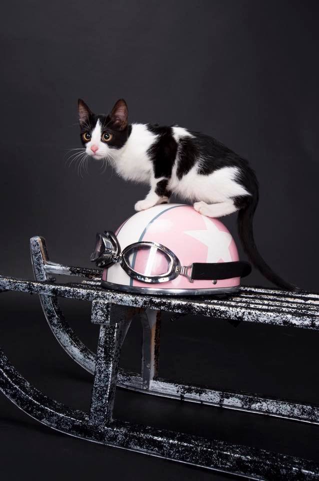 Фенечка грустит одна и ждет настоящего друга