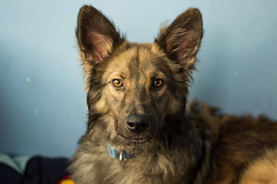 Преданный целовака Ларрик готов стать вашим защитником