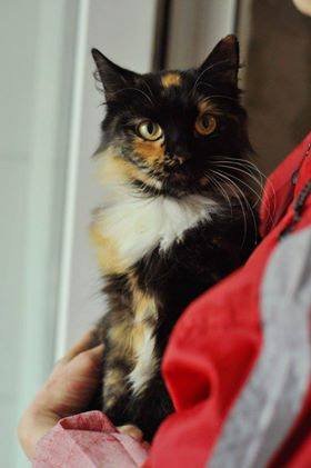 Говорят, что трехцветные кошечки приносят удачу