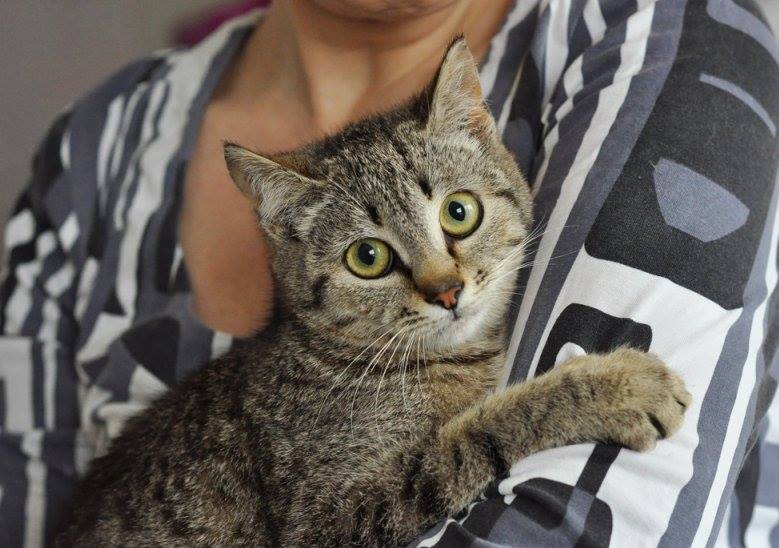 Новому хозяину Осечка готова мурчать свои песенки днями и ночами