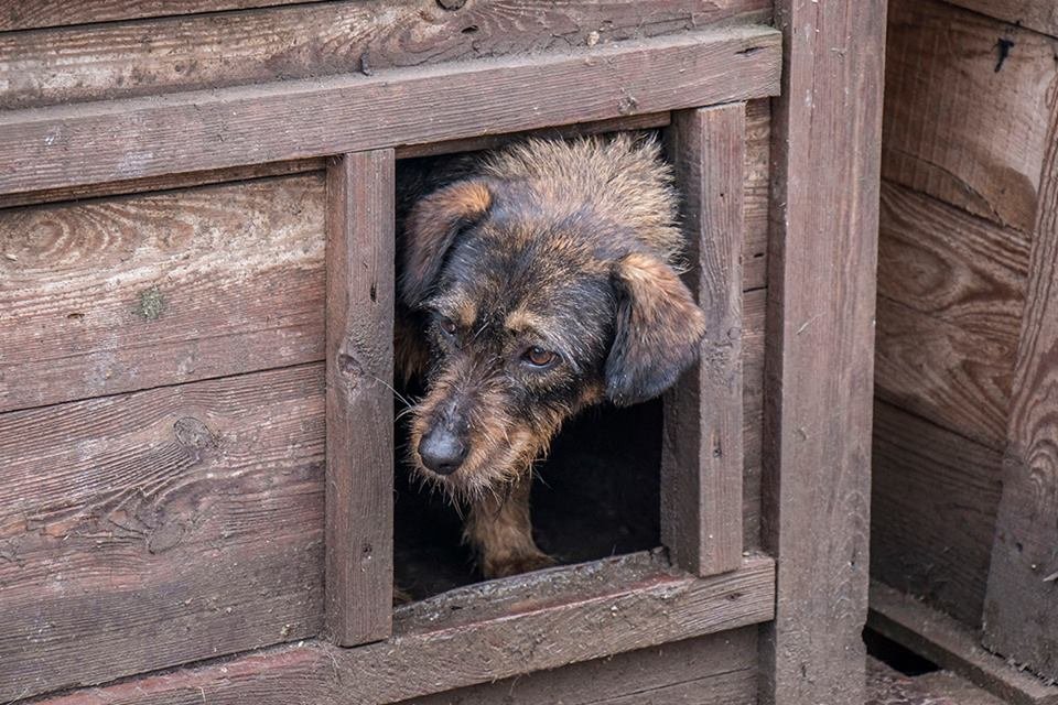 За последние несколько месяцев догхантеры нападали на животных с оружием шесть раз За последние несколько месяцев догхантеры нападали на животных с оружием 6 раз