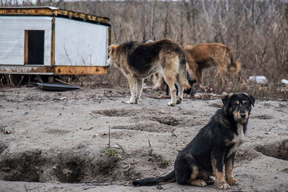 Нескольким собакам выбили пулями глаза Нескольким собакам выбили пулями глаза